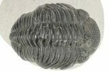 Phacopid Trilobite (Pedinopariops) - Mrakib, Morocco #229908-2
